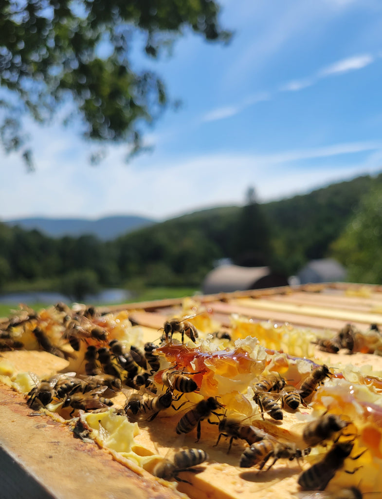 What We Can Learn From Bees: Fall in the Catskills with Rogers Ranch